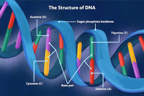 DNA